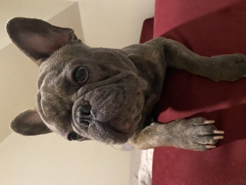 Çiftleşme için french bulldog