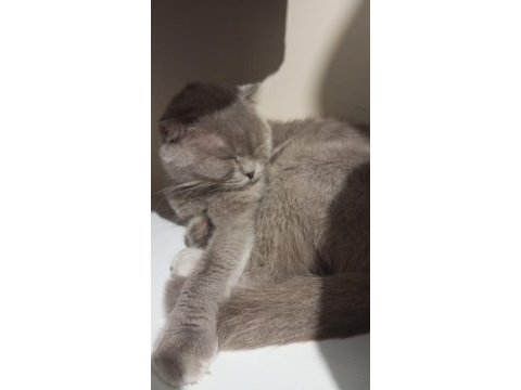 Scottish fold 8 aylık