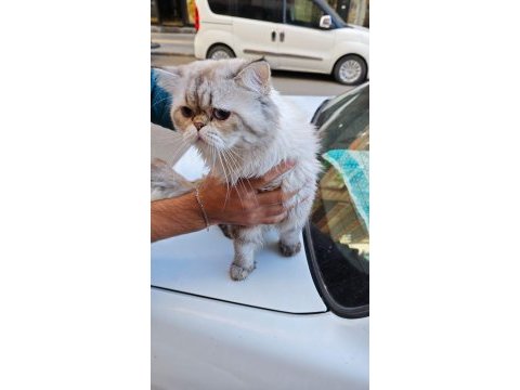 İran kedisi 1 yaşında her şeyi tam eğitimi var