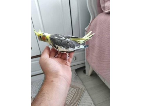 Acil satılık yeni yeme sultan papağanı yavrular