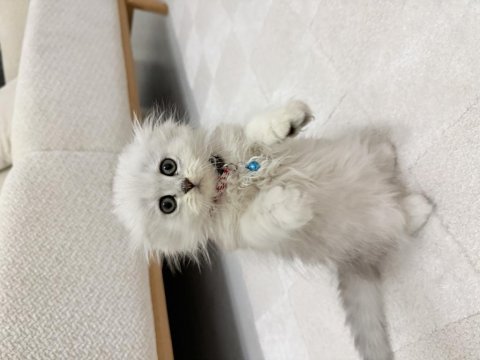 2 aylık scottish longhair kedimiz yuva arıyor