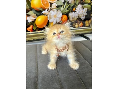 Kaliteli british longhair bebekler