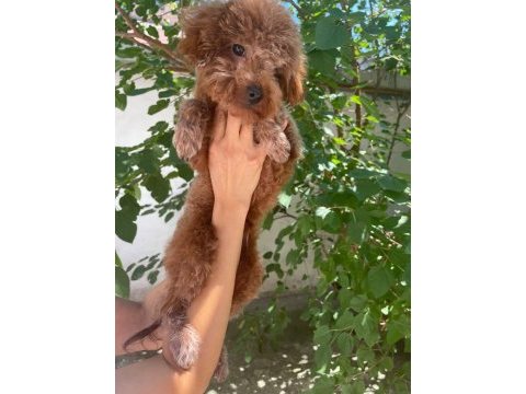 8 aylık erkek 20 cm kore poodle