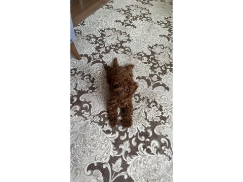 Erkek toy poodle
