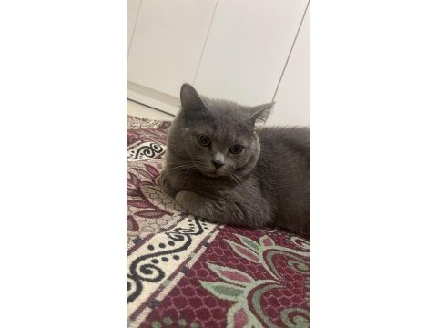 35 günlük yavrumuz british shorthair