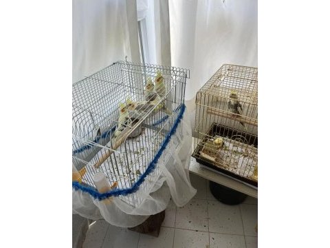 3 adet yavru sultan papağanı