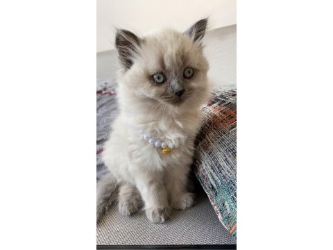 Blue point longhair kızımız