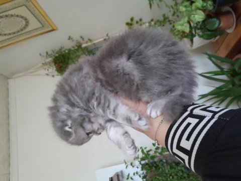Scottish fold erkek kedimiz
