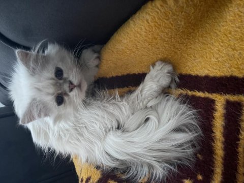 Karbeyazı british longhair oğlumuz
