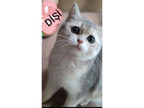 Safkan british shorthair