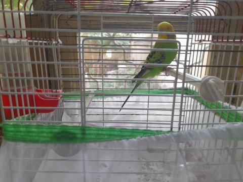 Sağlıklı dişi muhabbet kuşu