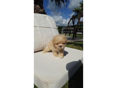 Tea cup maltipoo yavrulari istanbul