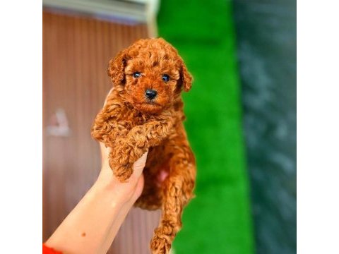 Şeker kadar tatlı poodle