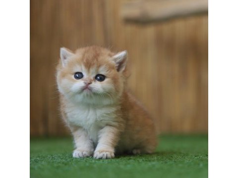 Safkan british shorthair golden ny12