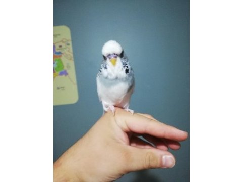 Erkek jumbo yavru muhabbet kuşu