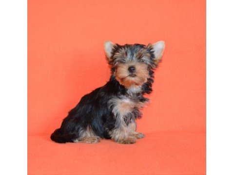 Muhteşem kaliteli yorkshire terrier yavrular