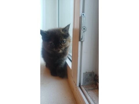 Egzotik shorthair bebek kediler yeni yuvalarını arıyorlar