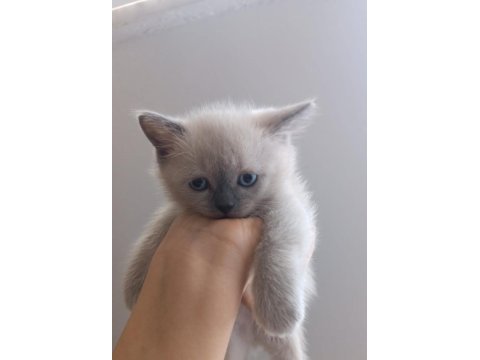 British shorthair blue point dünya tatlısı bebek kedimiz
