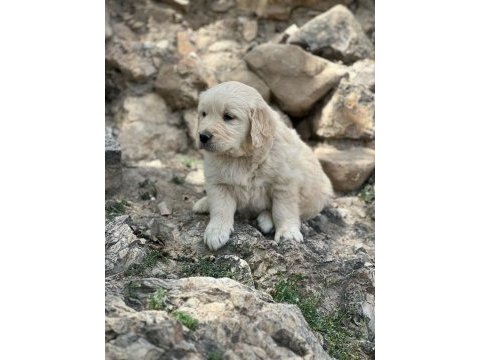 Orjinal saf kan golden retriever bebeklerimiz