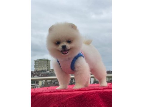 Pomeranian boo