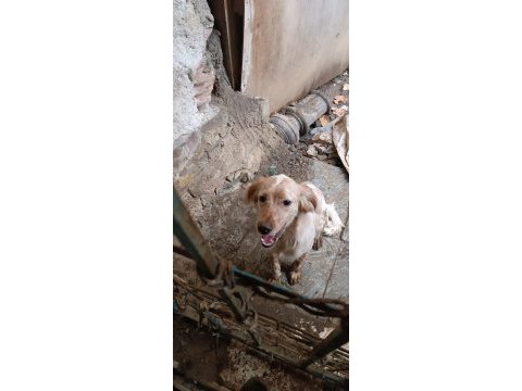 İngiliz setter av köpeği