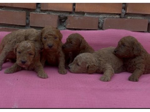 Ev üretimi safkan toy poodle bebekler