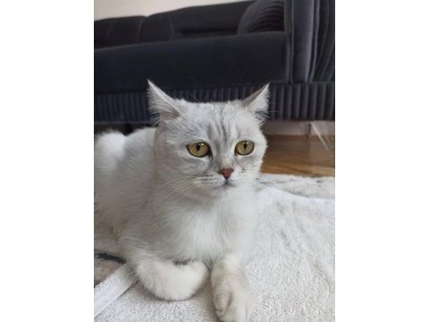 British shorthair kısır dişi