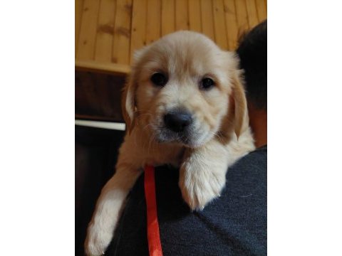 Golden retriever kapıda ödeme hizmetimiz vardır