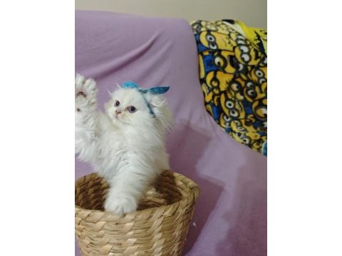 Scottish fold bebeklerimiz yuvalarını arıyor