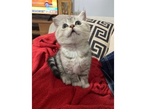 2 aylık british shorthair yavru