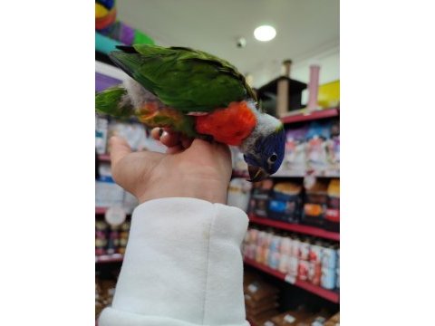 İnanılmaz güzel renklere sahip bebek gökkuşağı lori
