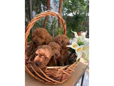 Yeni yuvası için hazır kore kan poodle bebekler
