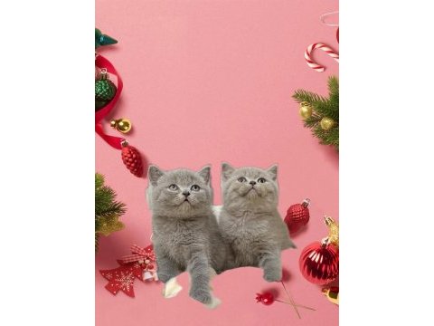 Sevimli british shorthair kedisib