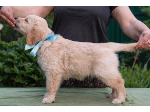 Bebek yüzlü golden retriever yavrularım