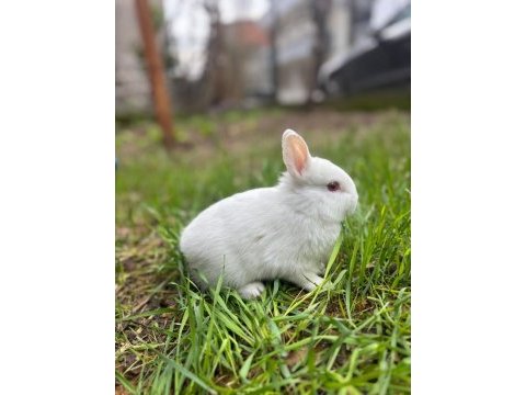 Hollanda lop mini lop cüce tavşan yavruları gönderim var