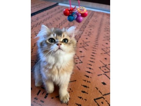 British longhair meraklılarına duyrulur