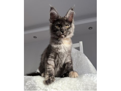 Maine coon dişi tortie pet şecereli