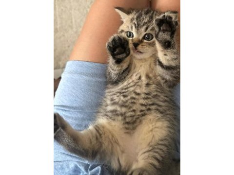 Brıtısh shorthaır sılver tabby