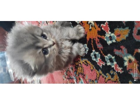 45 günlük british longhair yavrular