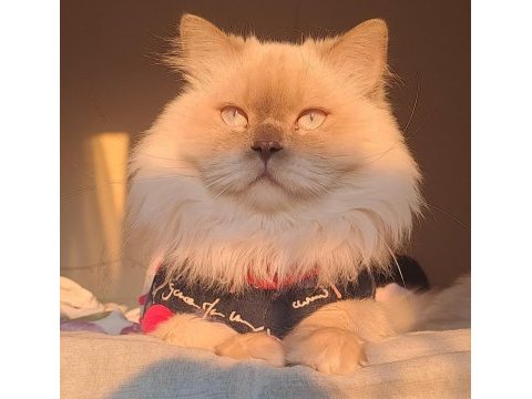 Yetişkin şecereli british longhair as1133 erkek