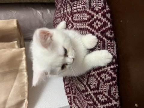 Scottish fold kedimiz sahiplendirilecek
