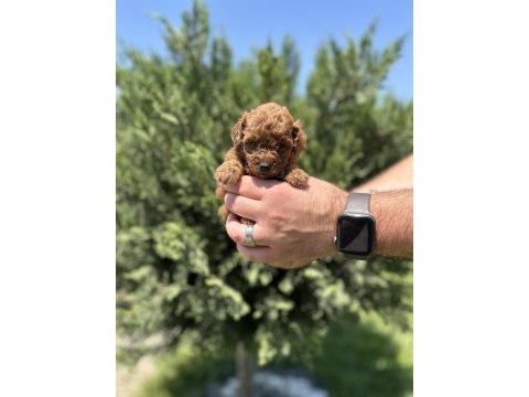 Gerçek toy poodle yavrular