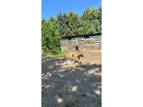 Köpek çiftliğinden eğitimli belçika kurdu