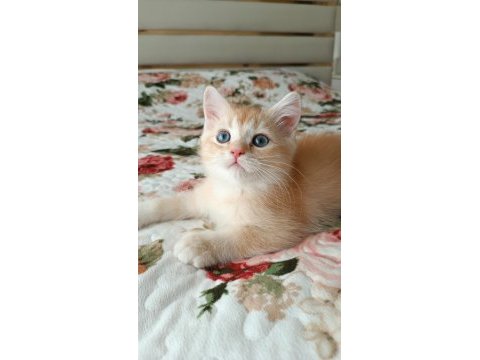 Golden british shorthair erkek