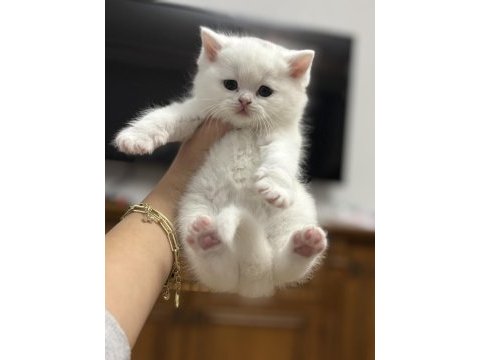 British shorthair kedisi
