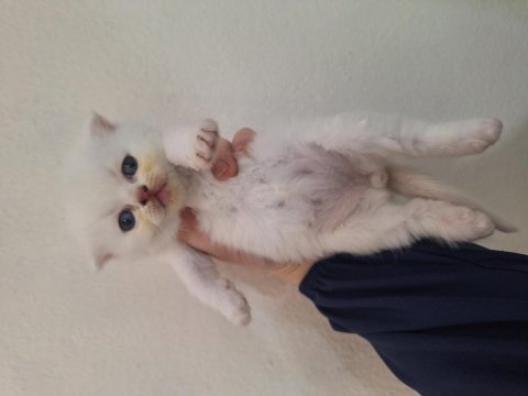 Scottish fold yavrumuz