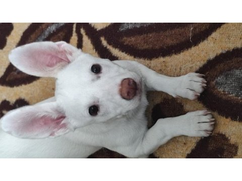Jack russell terrier