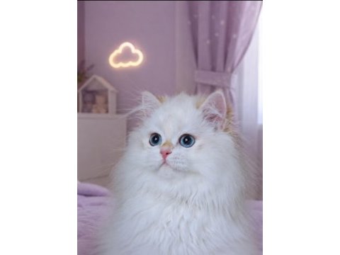 Show kalite safkan british longhair yavrular