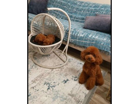 Son iki adet kaldı toy poodle teacap