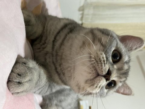 British shorthair 10 aylık